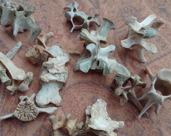 x15 Mixed Vertebrae: 1 - 2" - Nature Cleaned, Real Craft-Grade Bones, Cruelty Free, Wild Foraged - 0416-18