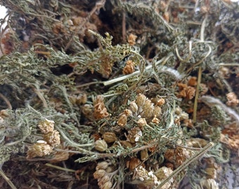 1oz. / 30g Wildcrafted Yarrow - plumajillo, sustainably harvested in 2023, ships from Norway - achillea millefolium