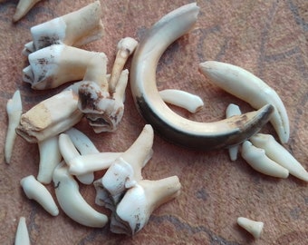 x20 Mixed Teeth: 1/4 - 1 1/2", Deer, Coyote, Beaver - Nature Cleaned, Real Craft-Grade Bones, Cruelty Free, Wild Foraged - 0416-42