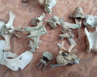 x15 Mixed Vertebrae: 1 - 2 1/2" - Nature Cleaned, Real Craft-Grade Bones, Cruelty Free, Wild Foraged - 0416-13