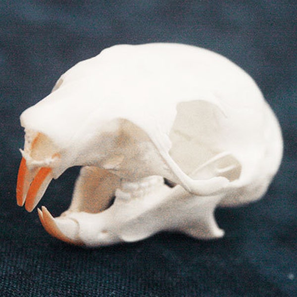 Red Squirrel Skull: Grade A, Museum Quality Skull - tamiasciurus hudsonicus B633