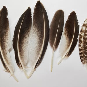x6 Turkey Feathers, 4.75 - 6&quot;:  Heritage Turkey, Cruelty-Free Feathers for Crafting - melleagris gallopavo domesticus 221024-013