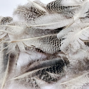 x50 Small Turkey Feathers, 1 - 5.25&quot;:  Heritage Turkey, Cruelty-Free Feathers for Crafting - melleagris gallopavo domesticus 221024-022