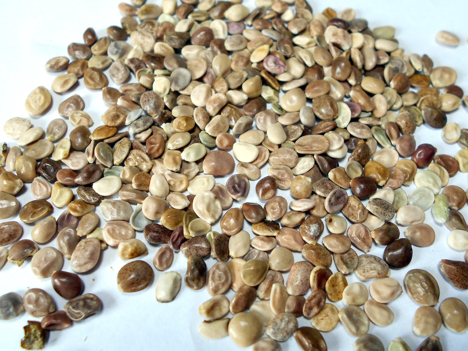Wild Lupin Seed 50 or 300 seed lots organic hand harvested Etsy