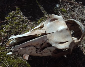 Mule Deer Skull: 9", Male -  Nature Cleaned, Real Craft-Grade Skull, Wild Foraged - 040117