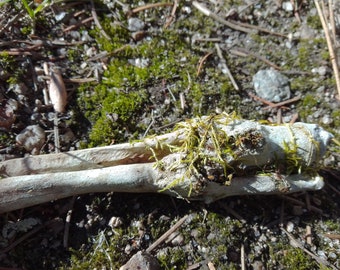 Unique Mossy Coyote Leg Bones: 6", Deformed -  Nature Cleaned, Real Craft-GradeBoens, Cruelty Free, Wild Foraged - canis latrans - 040102