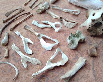 x26 Mixed Bones: 3/4 - 4 1/2", Elk, Deer, Coyote, Beaver - Nature Cleaned, Real Craft-Grade Bones, Cruelty Free, Wild Foraged - 0416-22