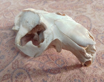 XXL Geriatric Beaver Skull: 5 1/2" -  Nature Cleaned, Real Craft-Grade Skull, Cruelty Free, Wild Foraged - castor canadensis - 0416-36