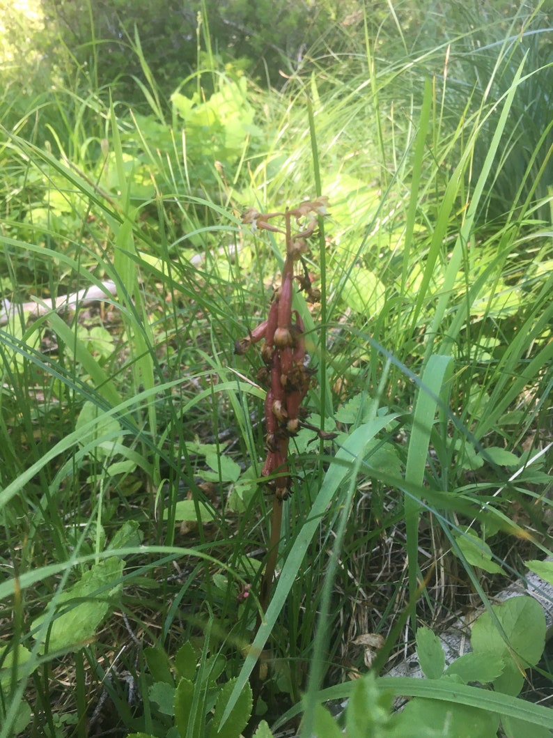 10 Grams Wildcrafted Coral Root: dried sustainably wild harvested 2023 rhizomes, orchid, rare medicinal herb corallorhiza maculata image 8