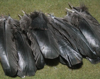 x32 Wing Feathers, 2.5 - 6":  Domestic Turkey, Cruelty Free Feathers for Crafting, Fly Tying, & More - melleagris gallopavo HTF12616