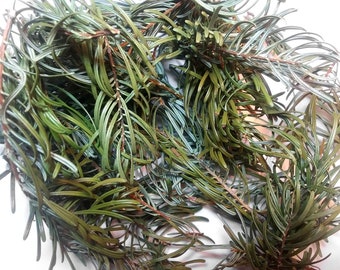 1.1oz.  / 30g Wildcrafted Grand Fir Sprigs - branches, sustainably harvested, wildcrafted 2023, richly aromatic - abies grandis