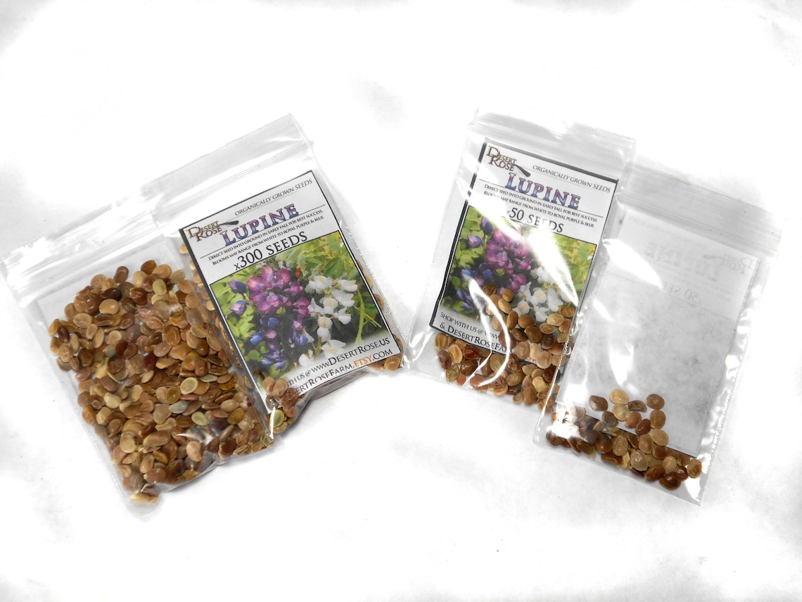 Wild Lupin Seed 50 or 300 seed lots organic hand harvested Etsy