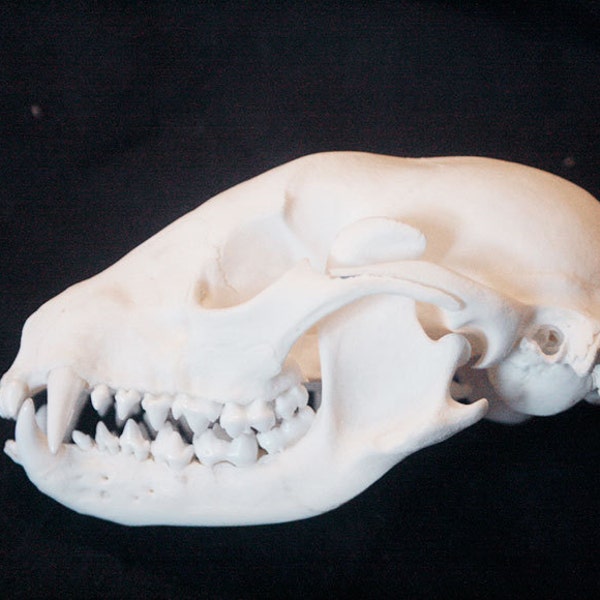 Raccoon Skull - Museum Quality, Grade A-, R7706 - procyon lotor