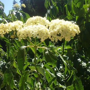 1.1oz. / 30g Wildcrafted Elder Flower sustainably harvested wildcrafted 2023 Sambucus cerulea image 8