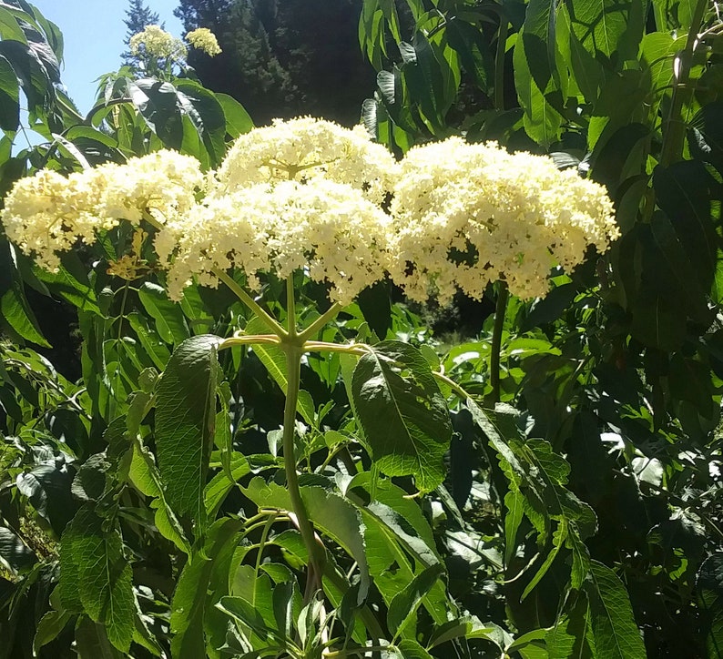 1,1 oz. / 30g Wildcrafted Elder Flower duurzaam geoogst wildcrafted 2023 Sambucus cerulea afbeelding 8