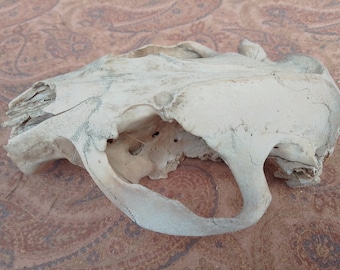 XXL Geriatric Beaver Skull: 5 1/2" -  Nature Cleaned, Real Craft-Grade Skull, Cruelty Free, Wild Foraged - castor canadensis - 0416-28