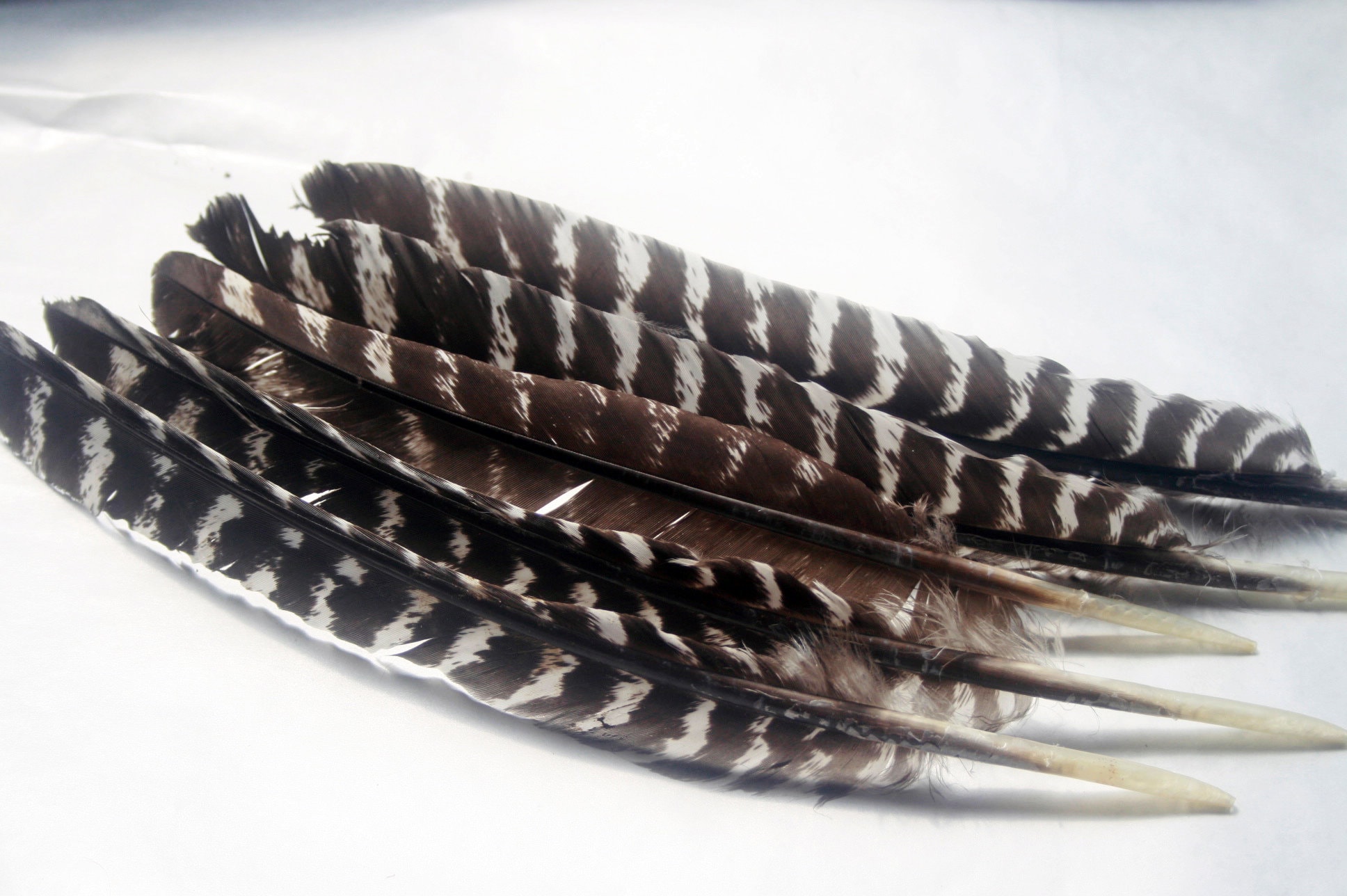 Hawk Feathers for sale Only 3 left at 75