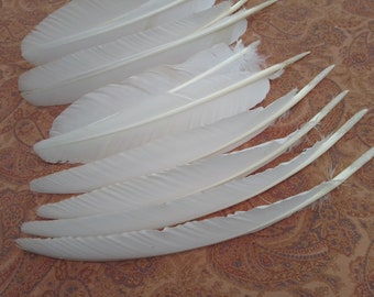 x10 White Wing Feathers: 10 1/2 - 13 1/2", Molted - Domestic Heritage Turkey, Cruelty Free - melleagris gallopavo domesticus 0409-12