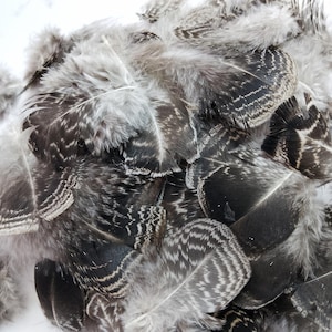 x125+ Small Turkey Feathers, 1 - 3.25&quot;:  Heritage Turkey, Cruelty-Free Feathers for Crafting - melleagris gallopavo domesticus 221024-017