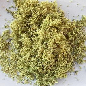 1,1 oz. / 30g Wildcrafted Elder Flower duurzaam geoogst wildcrafted 2023 Sambucus cerulea afbeelding 1