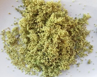 1.1oz.  / 30g Wildcrafted Elder Flower - sustainably harvested wildcrafted 2023 - Sambucus cerulea