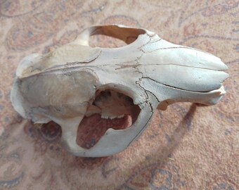 Beaver Skull: 4 3/4" -  Nature Cleaned, Real Craft-Grade Skull, Cruelty Free, Wild Foraged - castor canadensis - 0416-38