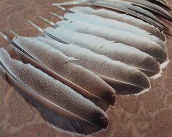 x15 Wing Feathers:  12 - 14", Molted - Domestic Heritage Turkey, Cruelty Free - melleagris gallopavo domesticus 0409-02