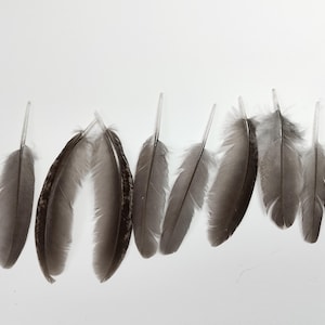 x8 Small Ruffed Grouse Feathers, 2.25 - 2.75&quot;:  Wild Grouse Feathers, Cruelty-Free Feathers for Crafting - Bonasa umbellus 221024-003
