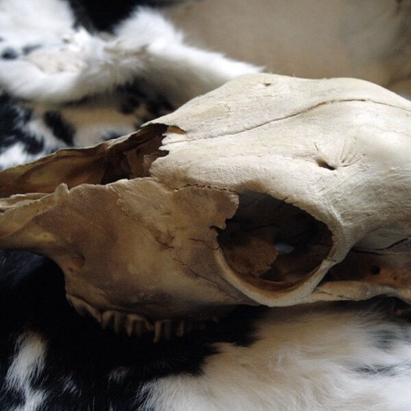 Cow Calf Skull - Teeth - Real Bone
