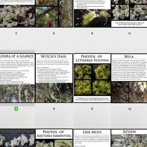 Identifying Usnea: Forage for Usnea with Confidence 30 Color Photos of Usnea and its look-alikes an educational .PDF by Desert Rose image 2