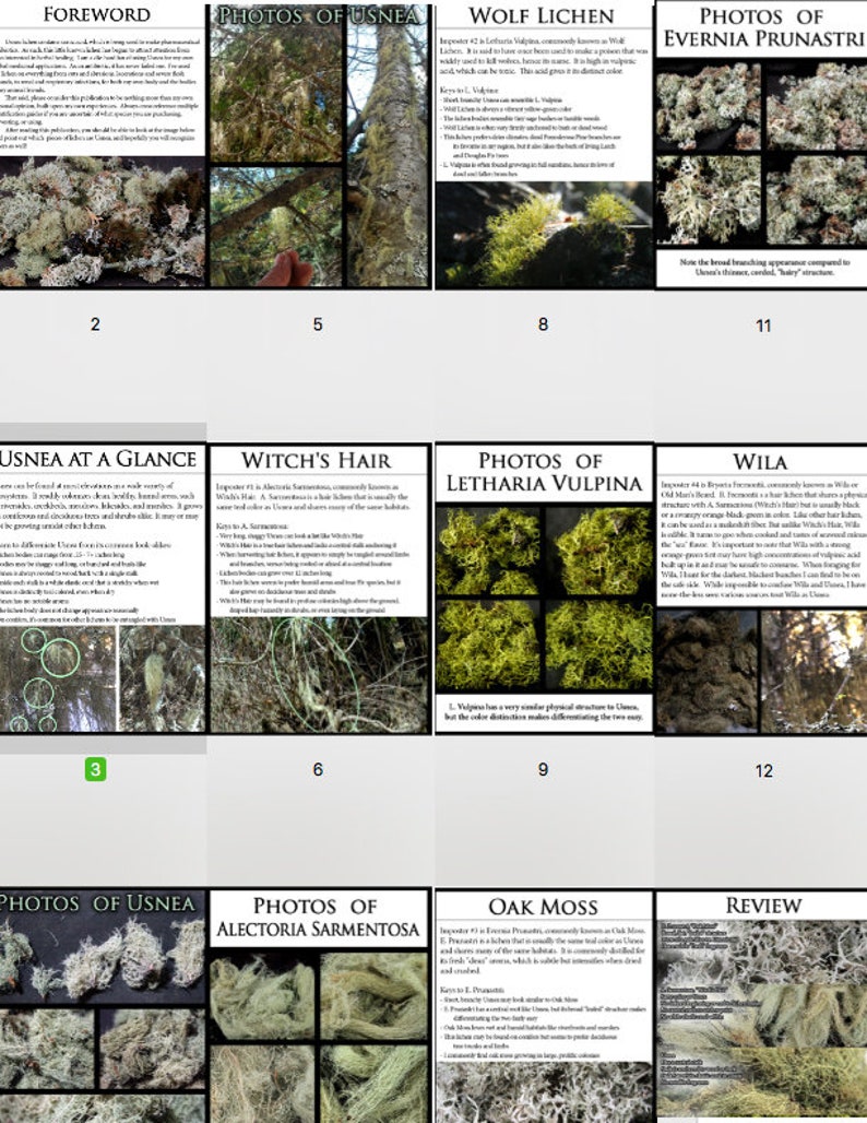 Identifying Usnea: Forage for Usnea with Confidence 30 Color Photos of Usnea and its look-alikes an educational .PDF by Desert Rose image 2