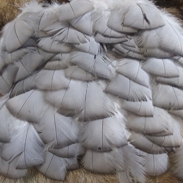 x50 Turkey Feathers, 1.5 - 5:  Domestic Heritage Turkey, Cruelty-Free Feathers for Crafting - melleagris gallopavo domesticus 013016