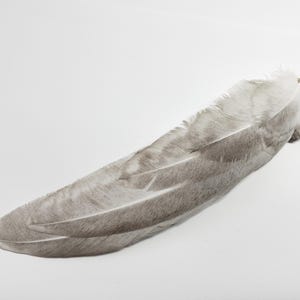 x1 Turkey Wing Covert Feather Set, 6.25&quot;: Domestic Heritage Turkey Feathers for Crafting - melleagris gallopavo domesticus 00427