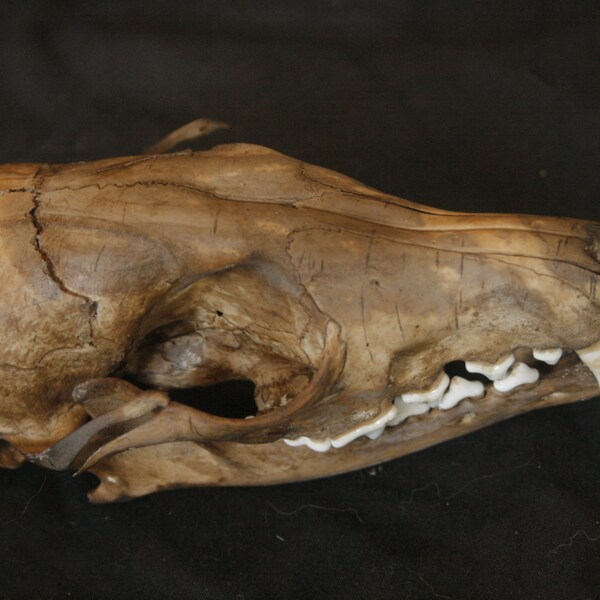 Tea Stained Red Fox Skull - Fossil, Grade A-, R7691 - vulpes vulpes