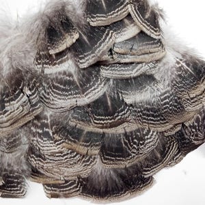 x85+ Turkey Feathers, 1.5 - 3&quot;:  Heritage Turkey, Cruelty-Free Feathers for Crafting - melleagris gallopavo domesticus 221024-011