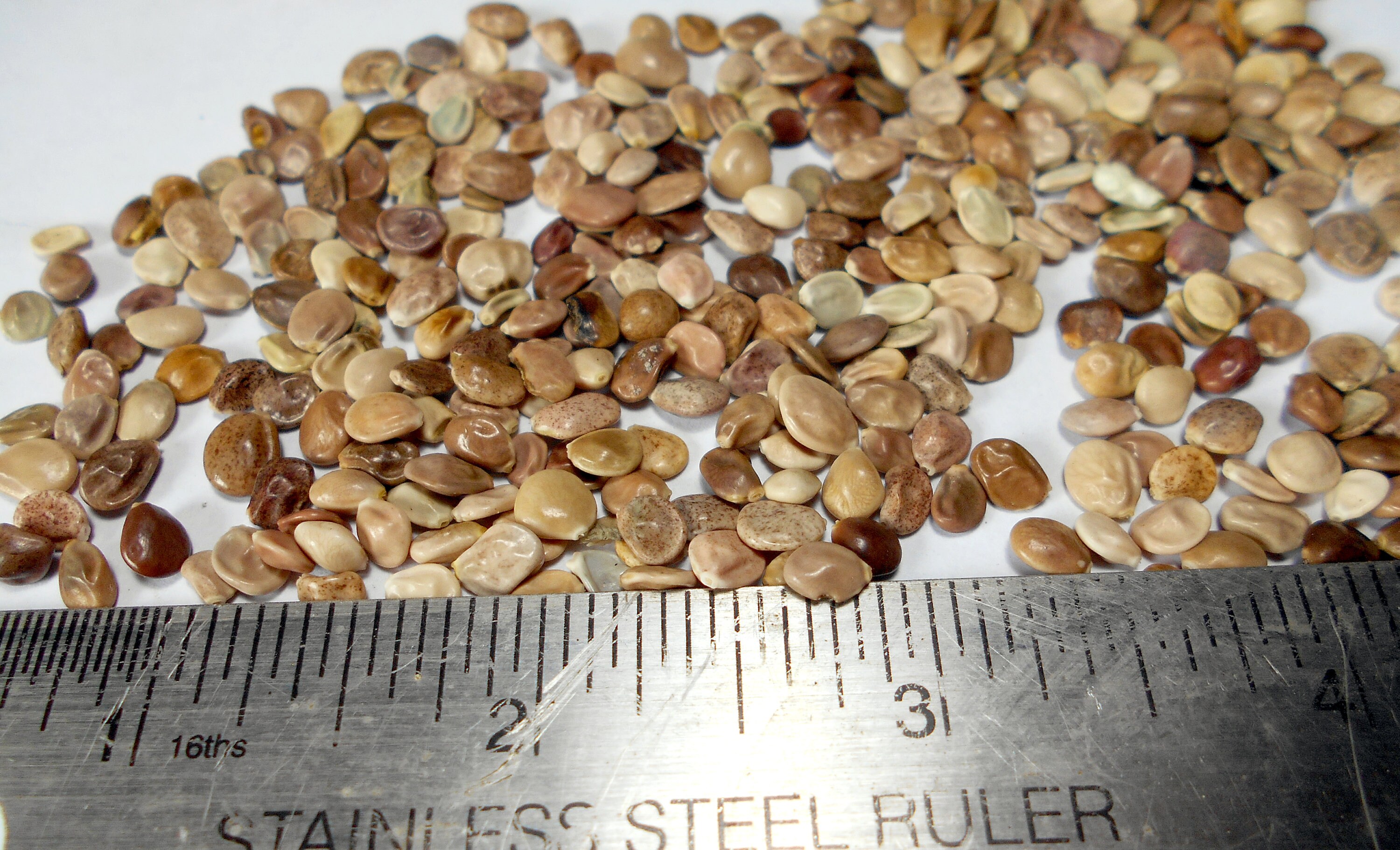 Wild Lupine Seed 50 or 300 seed lots organic hand Etsy