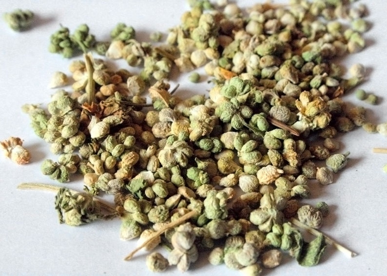 Spinach Seed 75 Seeds 2020 Crop Organic Hand Harvested Etsy