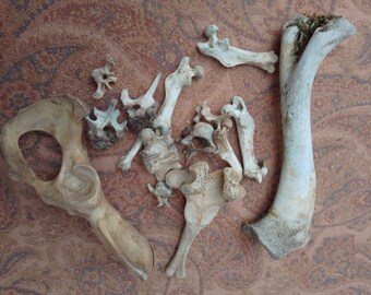 x15 Mixed Bones: 1/2 - 5", Deer, Squirrel, Muskrat, Beaver - Nature Cleaned, Real Craft-Grade Bones, Cruelty Free, Wild Foraged - 0416-19