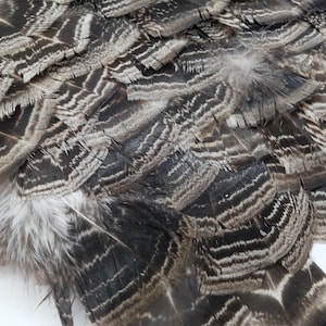 x35 Turkey Feathers, 3.75 - 6&quot;:  Heritage Turkey, Cruelty-Free Feathers for Crafting - melleagris gallopavo domesticus 221024-023