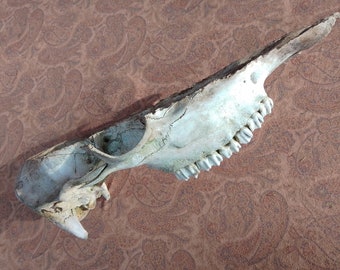 Elk Skull Split: 16", Male -  Nature Cleaned, Real Craft-Grade Skull, Wild Foraged - 0416-47