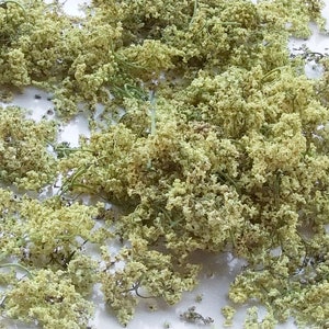 1,1 oz. / 30g Wildcrafted Elder Flower duurzaam geoogst wildcrafted 2023 Sambucus cerulea afbeelding 4