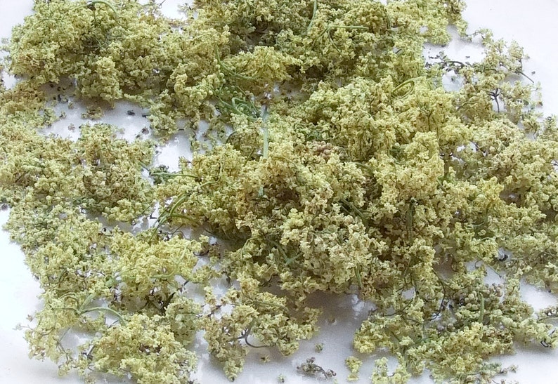 1,1 oz. / 30g Wildcrafted Elder Flower duurzaam geoogst wildcrafted 2023 Sambucus cerulea afbeelding 4