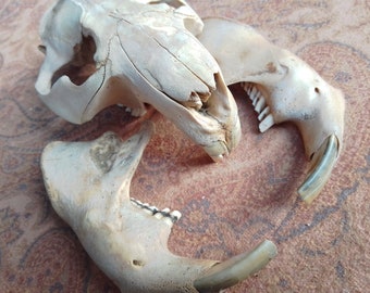 Beaver Skull: 4 1/4 - 5", with Mandibles -  Nature Cleaned, Real Craft-Grade Skull, Cruelty Free, Wild Foraged - castor canadensis - 0416-41