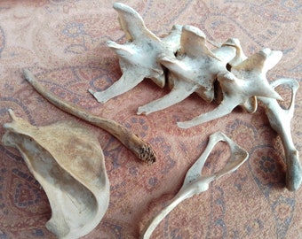 x5 Mixed Bones: 2 1/2 - 3 1/2" - Nature Cleaned, Real Craft-Grade Bones, Cruelty Free, Wild Foraged - 0416-35