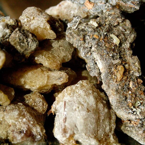 Douglas Fir Tree Etsy