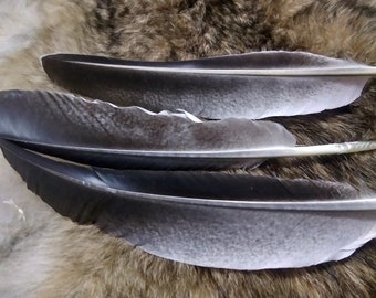 x3 Wing Feathers, 13.25 - 13.75":  Domestic Heritage Turkey, Cruelty-Free Feathers for Crafting - melleagris gallopavo domesticus 0114-51