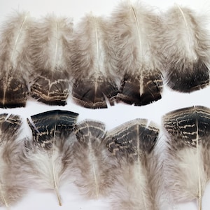 x25 Turkey Feathers, 2.5 - 4&quot;:  Heritage Turkey, Cruelty-Free Feathers for Crafting - melleagris gallopavo domesticus 221024-021