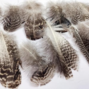 x30 Small Turkey Feathers, 2.5 - 5&quot;:  Heritage Turkey, Cruelty-Free Feathers for Crafting - melleagris gallopavo domesticus 221024-019
