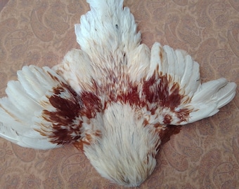 Preserved Rooster Pelt:  23 x 21" - Non-Toxic, Sustainably Raised Chicken Feathers for Crafting, Fly Tying- gallus gallus domesticus 0416-03