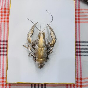 Può includere: Una scultura decorativa di gambero dorato metallizzato su un quadrato bianco con bordo dorato. Il gambero ha chele e segmenti del corpo strutturati. Lo sfondo presenta una tovaglia a quadri rossi, bianchi e neri.